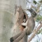 Indian Grey Hornbill 