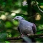 Nilgiri Woodpigeon