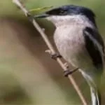 Pied Flycatcher-shrike