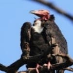  Red-headed Vulture
