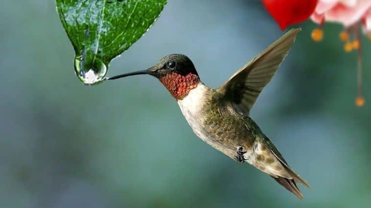 Birds Name in Hindi and English