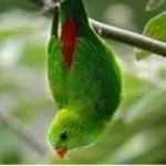  Vernal Hanging-parrot
