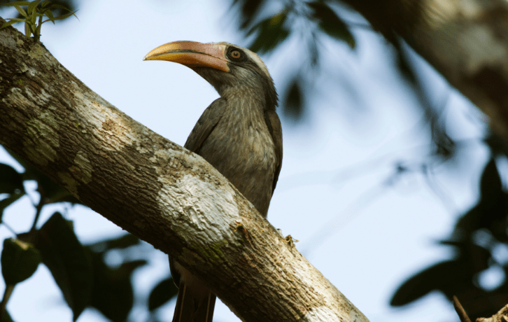 State Birds of Karnataka