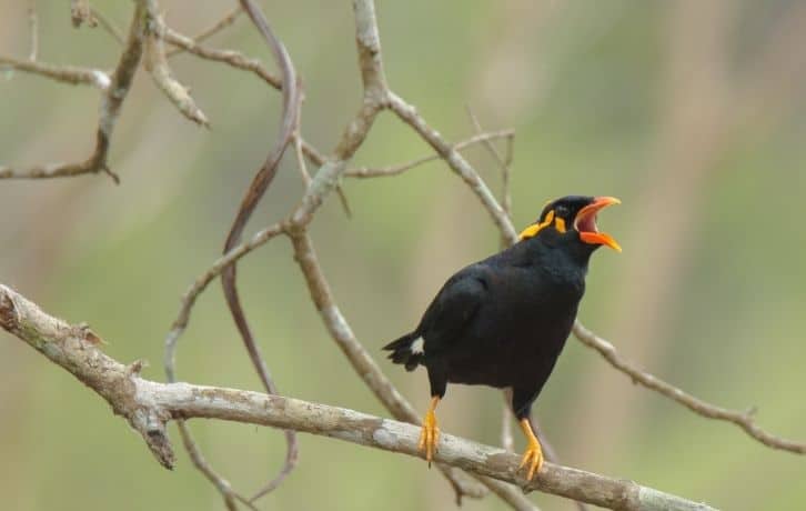 State Birds of Meghalaya