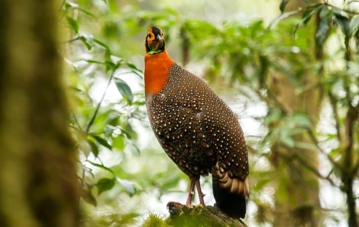 State Birds of Nagaland