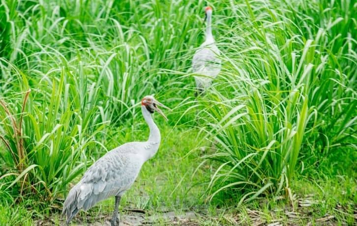 State Birds of Uttar Pradesh