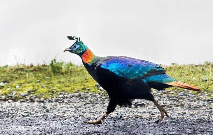 State Birds of Uttarakhand