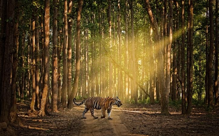 Tiger Reserves of India | भारत में टाइगर रिजर्व की सूची | Map showing Tiger Reserves of India | बाघ रिज़र्व | बाघ संरक्षण | Tiger reserves in India