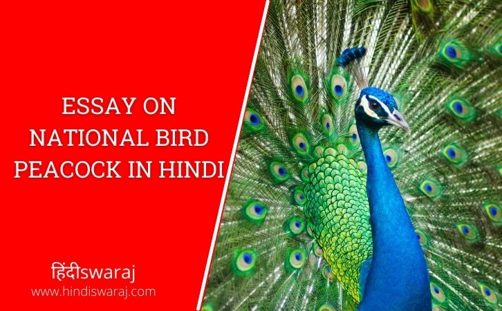 essay on national bird peacock in hindii | peacock in hindi | mor in hindi