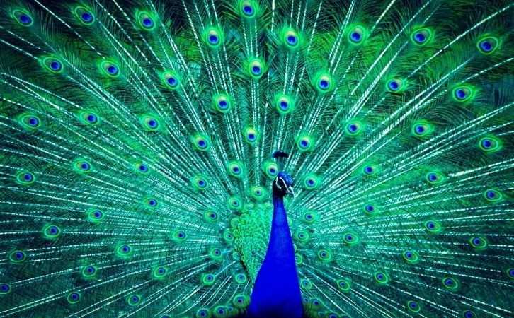 Essay on National Bird Peacock in Hindi