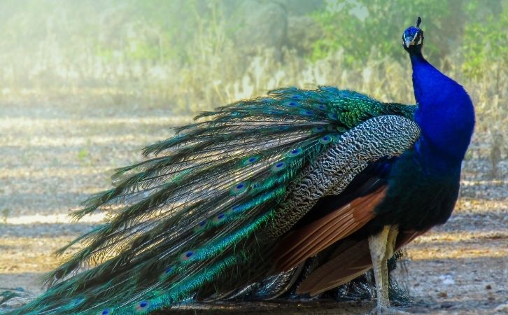 Paragraph on Peacock in Hindi