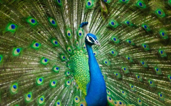 10 Lines on National Bird Peacock in Hindi